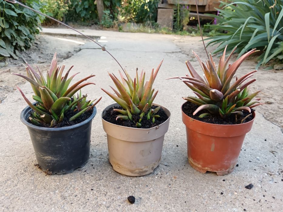 Aloe Vera  Black Gem