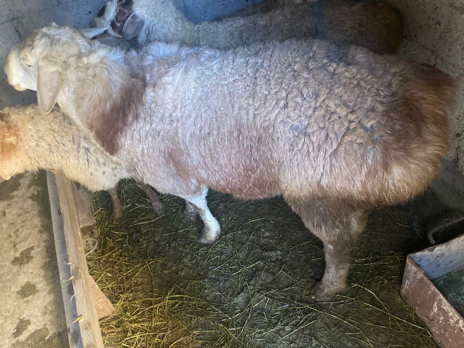 Семиз қошқар сатамын