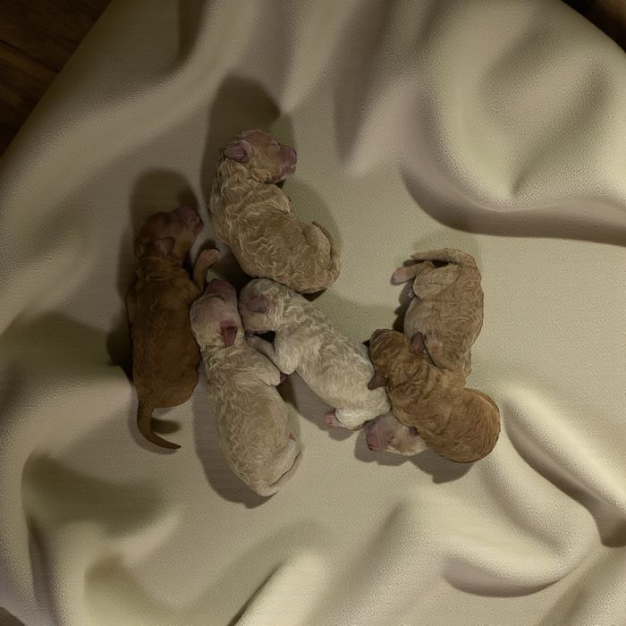 Продават се мини пуделчета