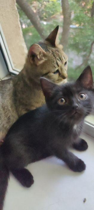 Кошечка или вирус