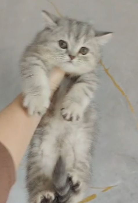 Мраморные Котята Британцы