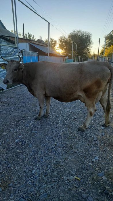 Продам корову с теленком