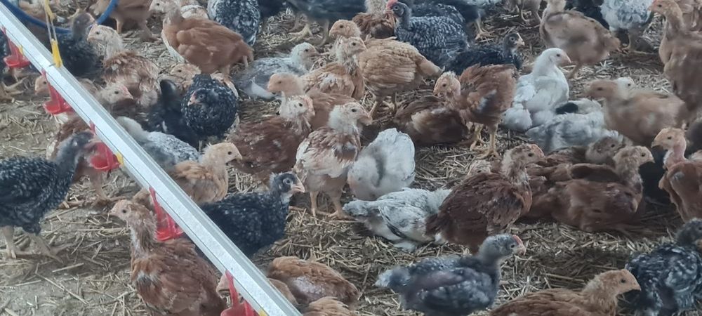 Pui de vânzare 15 lei buc oferim transport gratuit oriunde