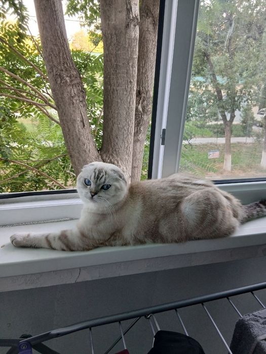 Шотландский вислоухий кот приглашает  вязку 
Предлагается к вязке