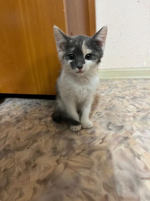 Отдам котёнка девочка