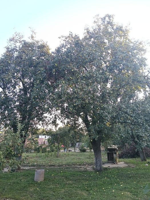 Pere de vânzare 2 lei kg