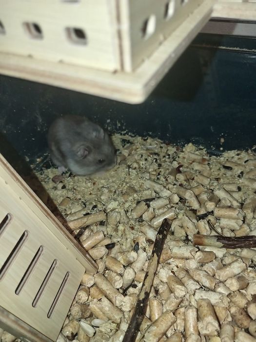 Прадам хомяка за 500тг