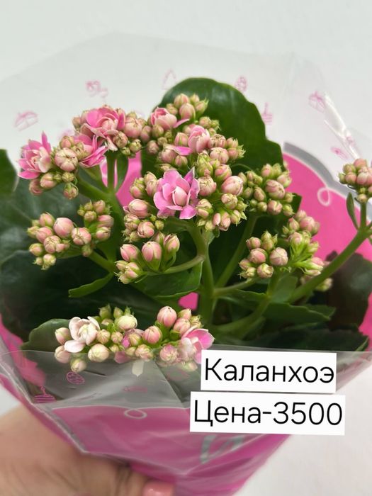 Продам комнатные цветы