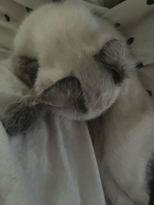 Продам сиамскую кошечку