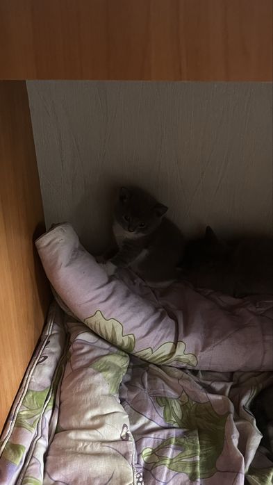 Котята в добрые руки