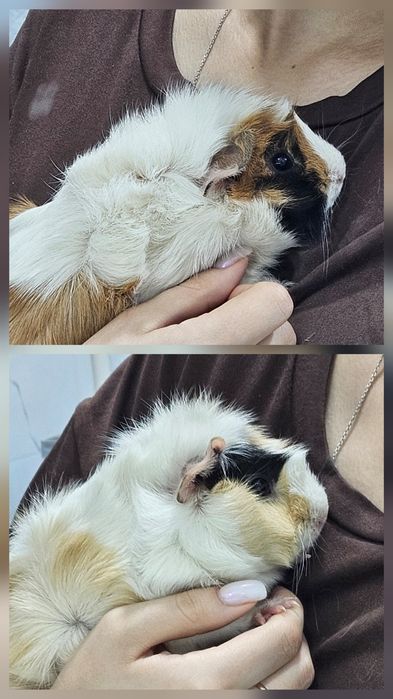 Розеточные морские свинки девочки на выбор + пакетик сена в подарок