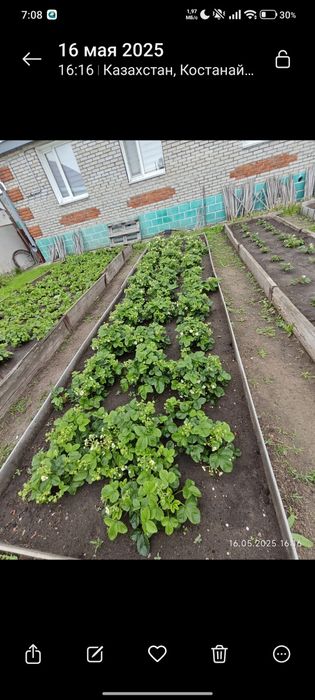 Рассада клубники!