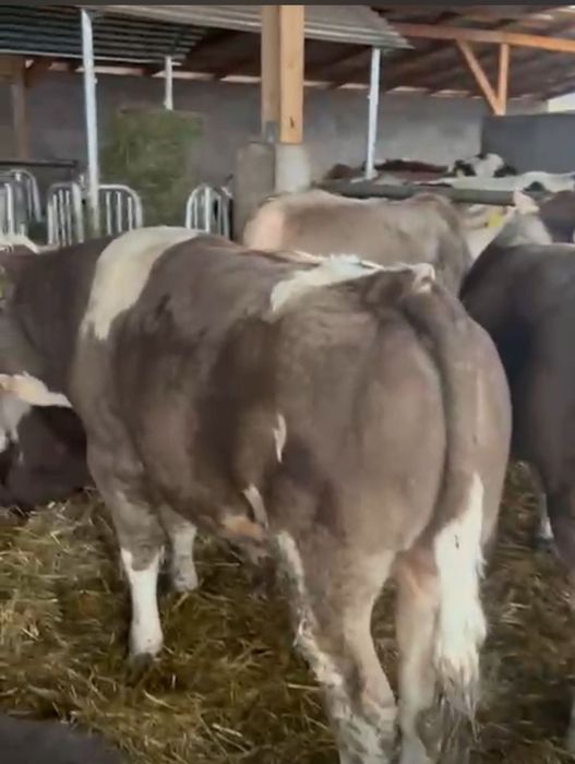 Tăurasi de vânzare