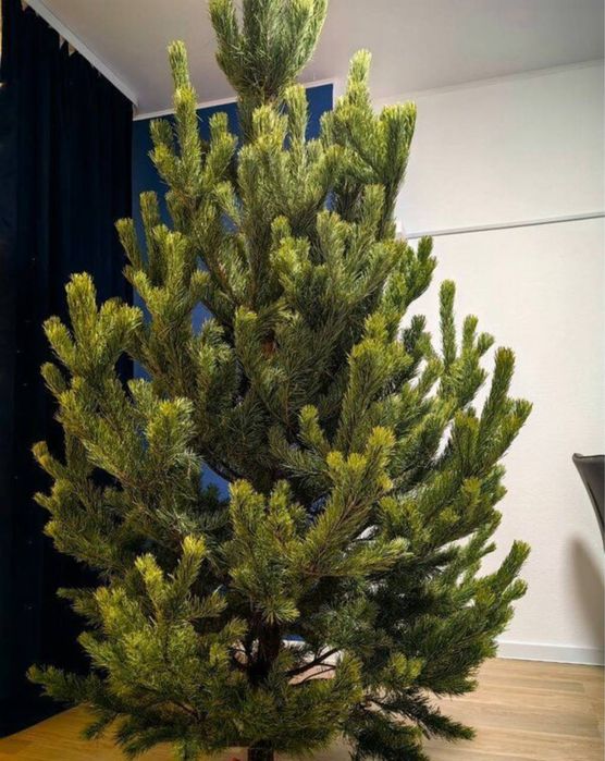 Новогодние товары,елки,сосны