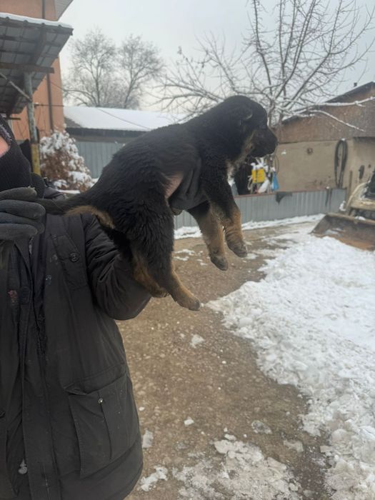 Продам щенка алабая