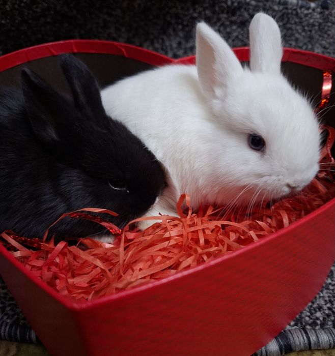 Quyon karlik dekorativ evro paroda