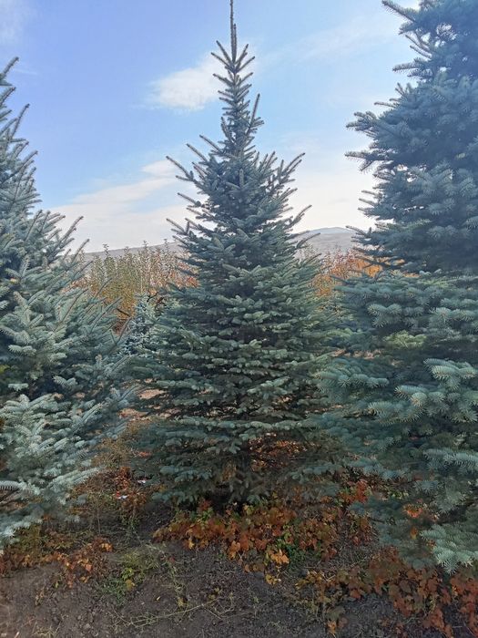 Голубые ёлки крупномер