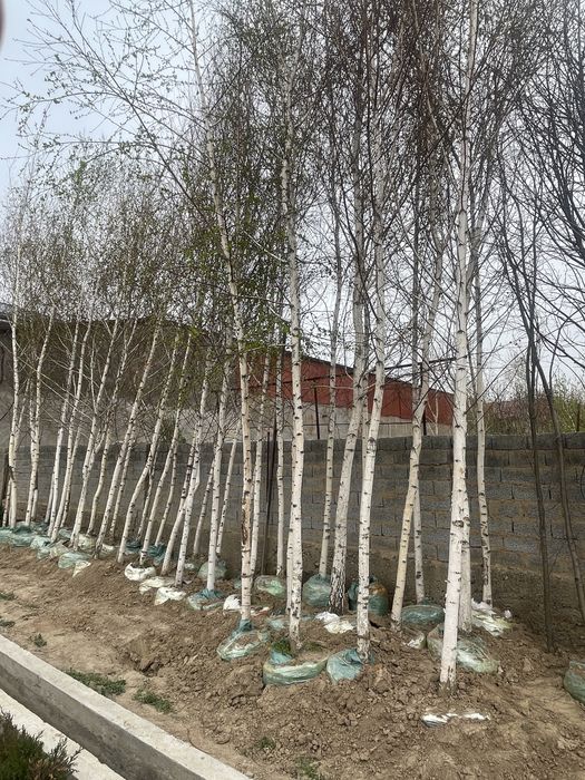 Beryoza oq qayin 7-8 metr optom narx