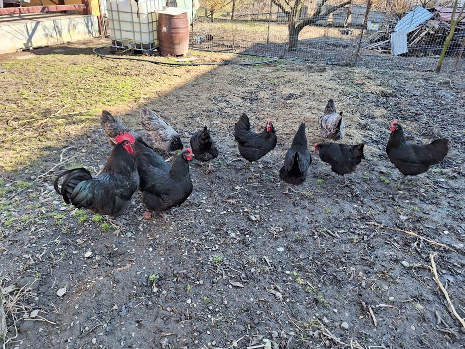 Oua pt incubat gaini australorp