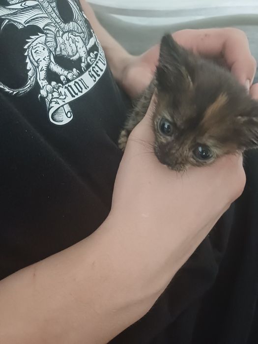 Отдам  котёнка девочка.в добрые руки. 1месяц