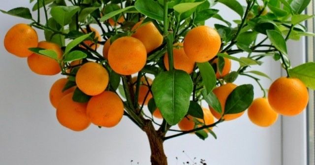 Овощен Разсадник Радослав Чотров "фитосанитарен сертификат " !