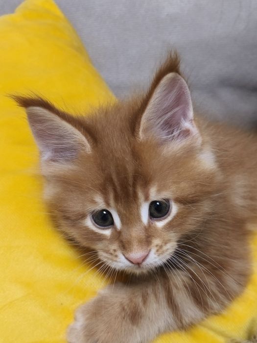 Продам котёнка Мейнкун