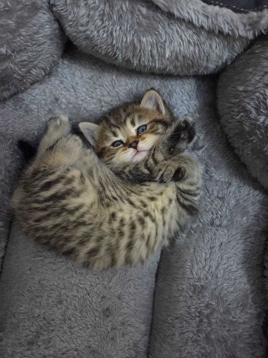 Mushuk bolalari sotiladi.