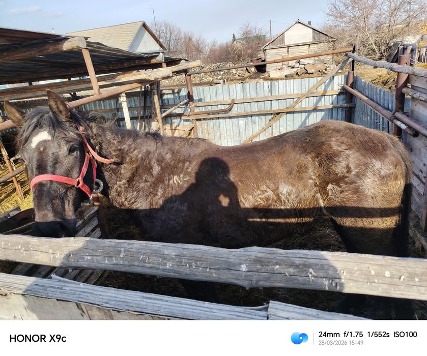 Продам кобылу 6 лет холостая