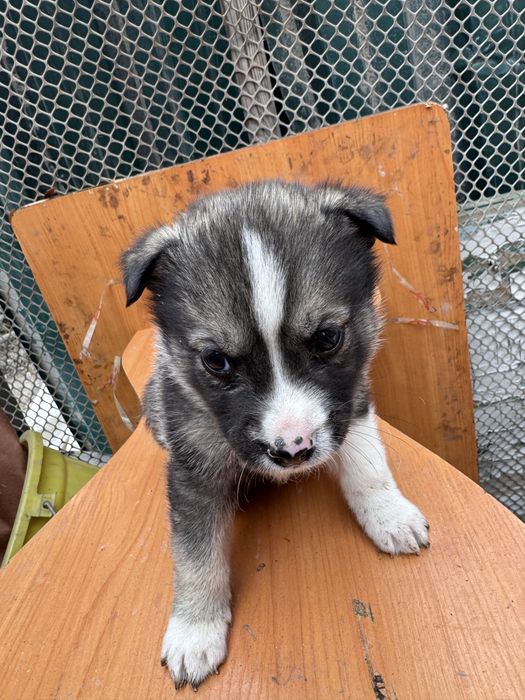 Отдадим щенят бесплатно