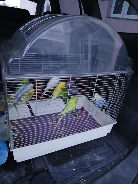 vand perusi pereche sau la bucata