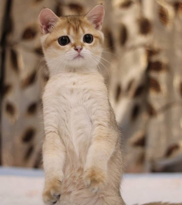 Бриташка золотой