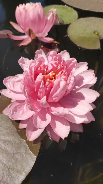 Водяные лилии, нимфеи, кувшинки