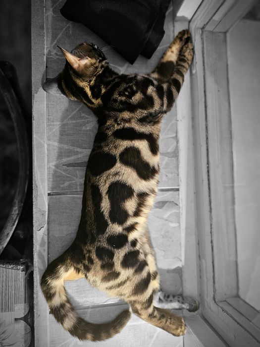 Бенгальская кошечка