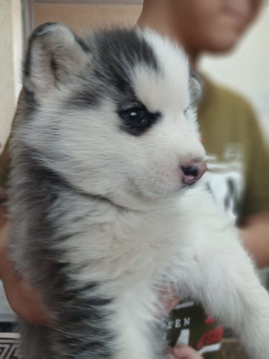 Продам щенка хаски