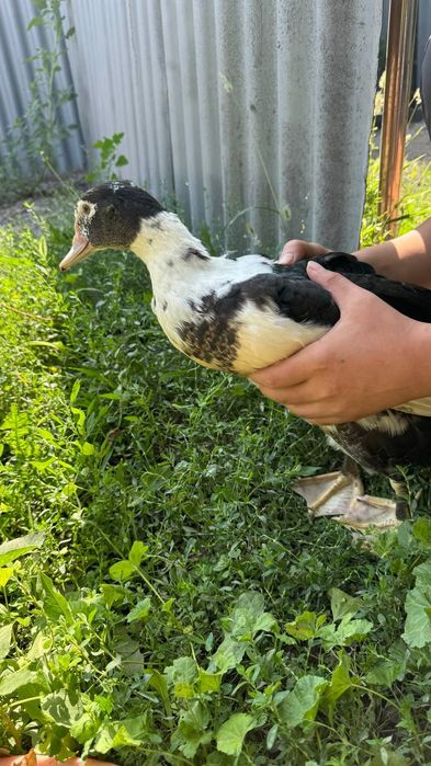 Продам утка срочно!2шт