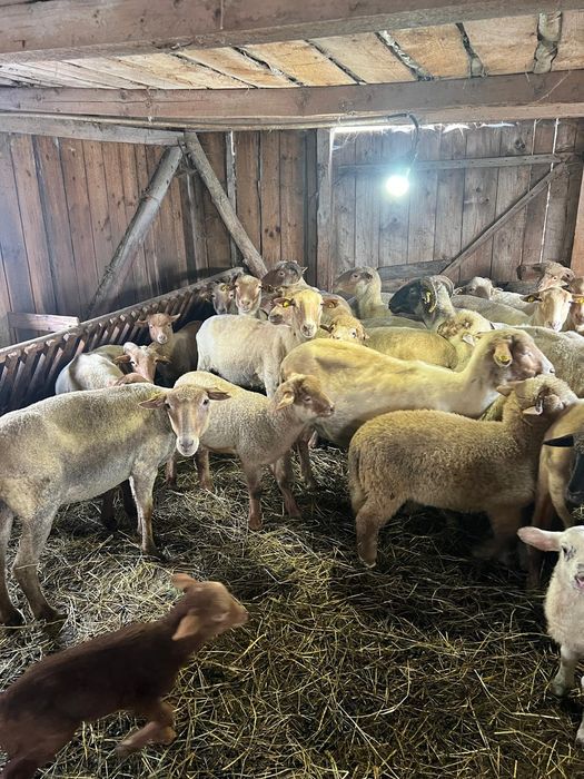 De vânzare 12 oi tinere cu miei