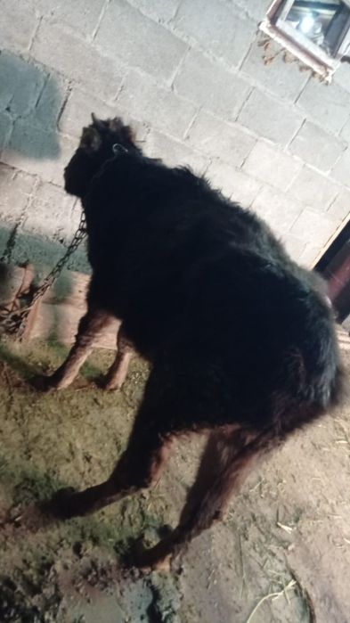 Продам телку от молочной коровы