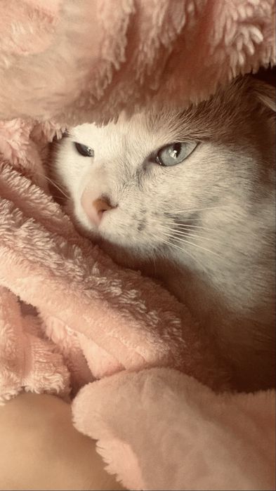 Ласковая кошка ищет себя хозяина