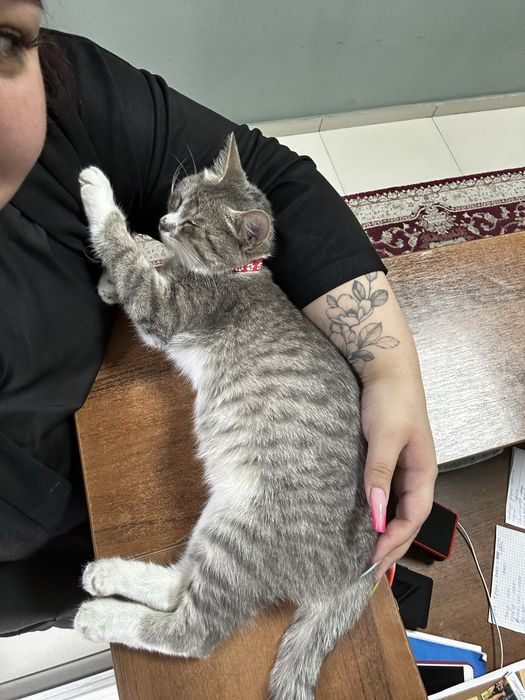 Кошечка ищет дом срочно
