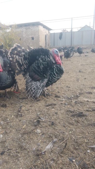 Гибрид индюк 6.7айлык