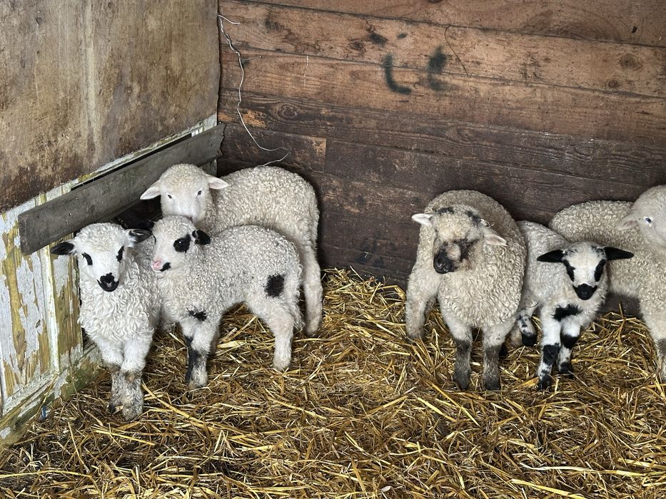 De vanzare 6 oi tinere cu miei