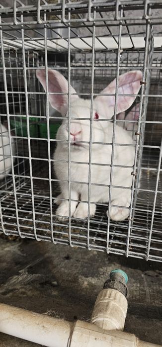 Vand iepuri Hycole francez si Panon alb, varsta 4-6 saptamani - 3 luni