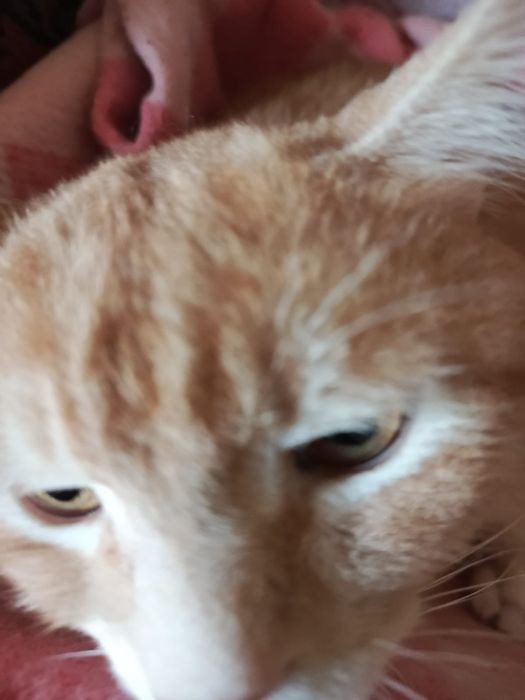 Отдам кота в хорошие руки