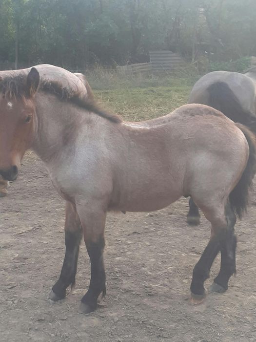 Mînz căluț de vinzare din cai grei.Mai multe detalii la nr  0742162823