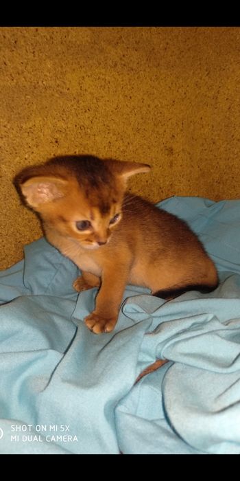Продается котёнок