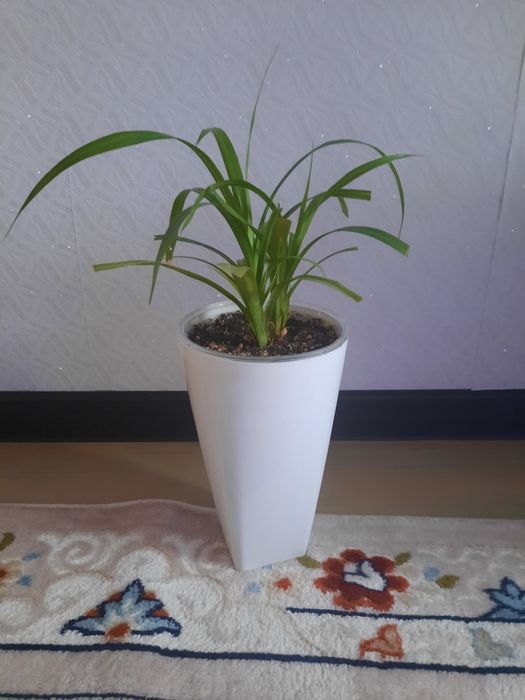 Продам панданус комнатный цветок