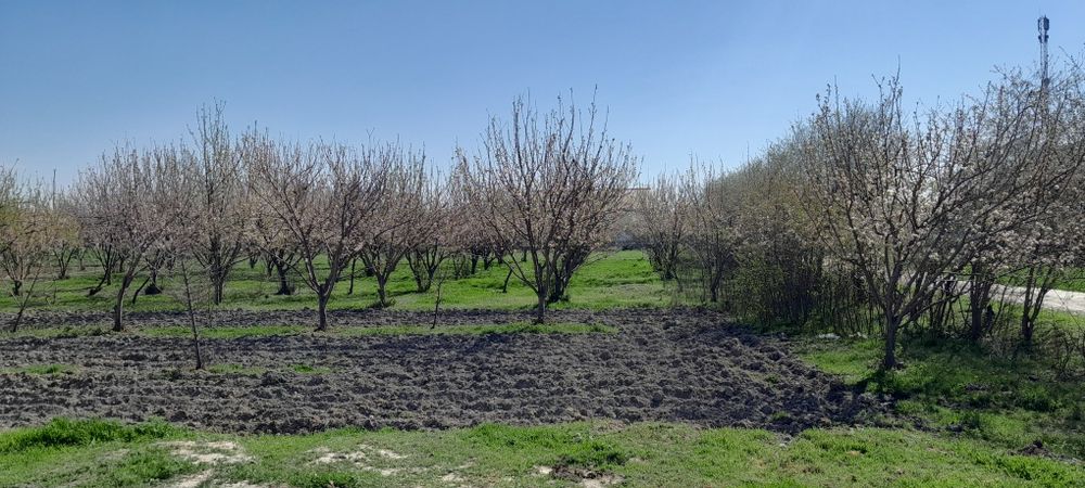 Manzil: Samarqand viloyati Ishtixon Tumani , Mitan sh. Qiyot mfy