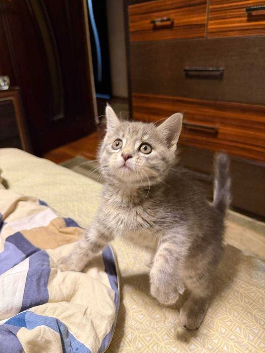 Страйт кошка /страйт срочна