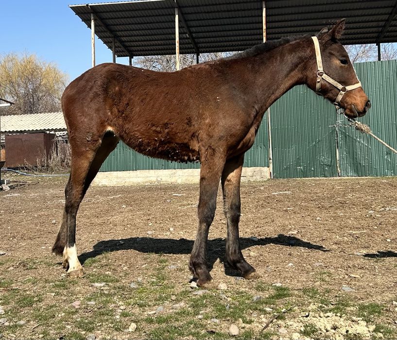 Англо араб тай….