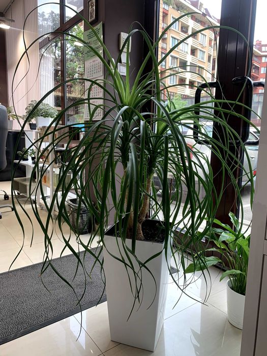 Палма Нолина на 12 години с кашпа